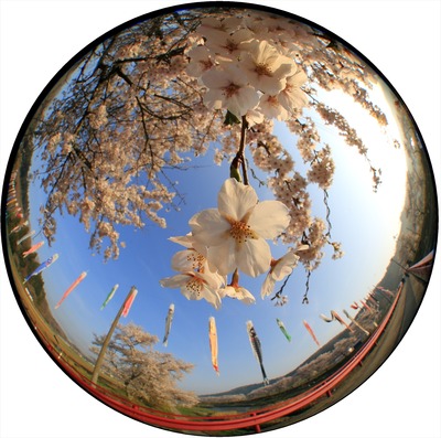 夏井千本桜1