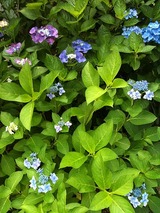 iPhoneで撮影した庭の紫陽花、結構綺麗に撮れます（笑）。