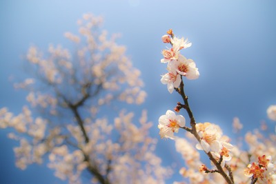 梅(ちょっと画像を弄ってみる)