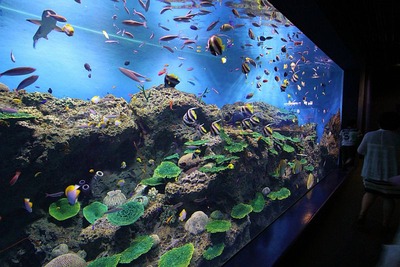 アクアワールド大洗水族館3