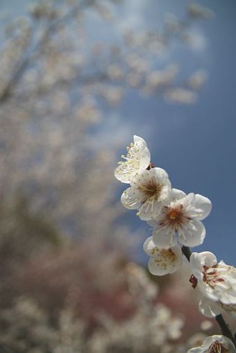 満開の梅