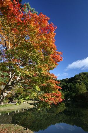 白水阿弥陀堂の紅葉