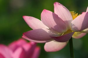 蓮の花1