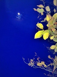 月夜