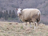 貝泊・ふくふく牧場さん2