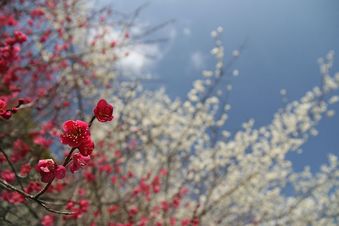 紅白の梅