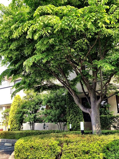 当院のシンボルツリーの欅