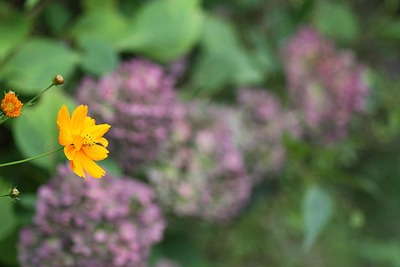 キバナコスモスと紫陽花？･･･２