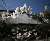 お寺の春