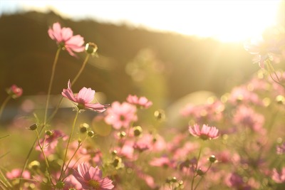 秋の夕暮れ時4