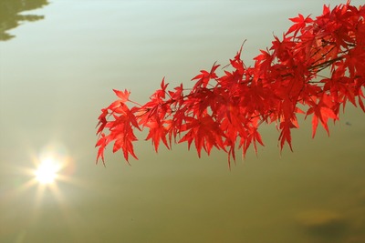 紅葉ラスト8