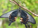 アゲハ蝶の羽化４