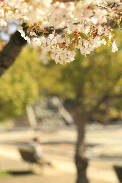 県立いわき公園3