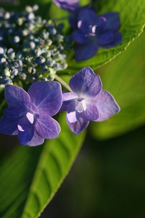 紫陽花4