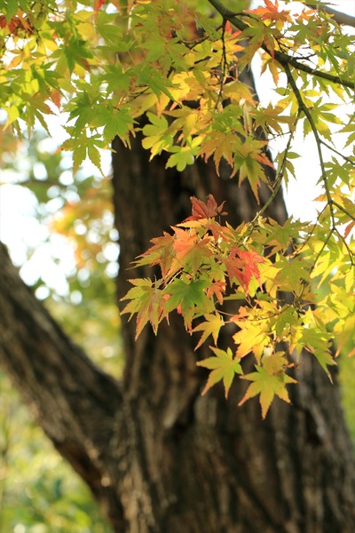 県立いわき公園内の紅葉4