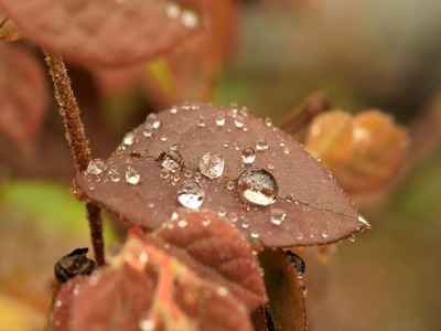 雨後の庭1