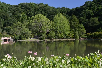 かれこれ4~5年前の夏の古代ハス1