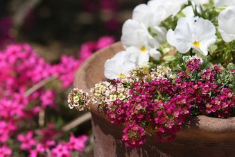 春らしい庭の寄せ植え