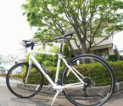 初夏のシンボルツリー欅