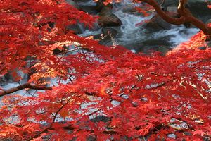 背景(白)は、川の流れです