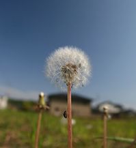 蒲公英