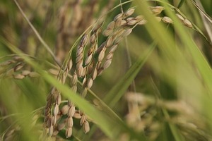 撮ったのは2~3週間前