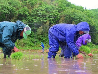 貝泊コイコイ倶楽部主催の田植え体験⑧