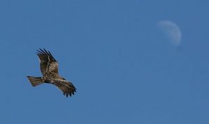 大空を舞う