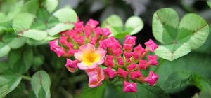 医院の鉢植えのスナップ