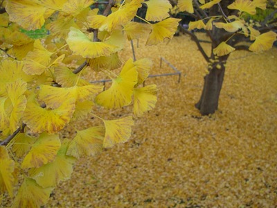 銀杏2
