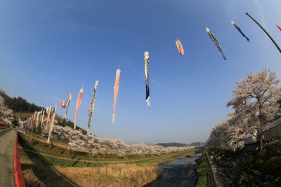 夏井千本桜2