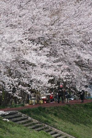 川沿いの桜1