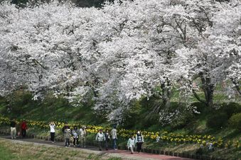 夏井千本桜5