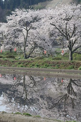 田んぼに映る桜