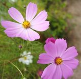 秋桜