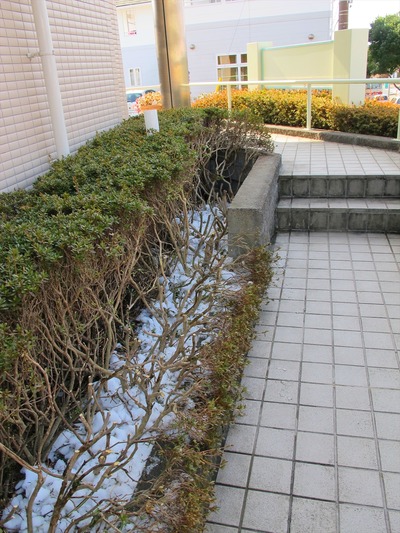 落雪によりおれた医院北側の植栽