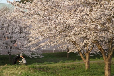 再掲・・・・桜色のカップル(笑)