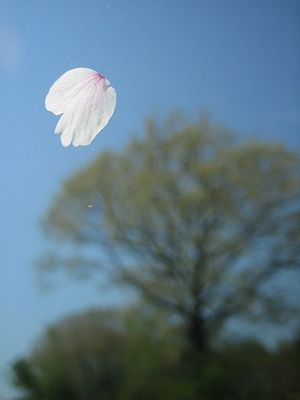 舞うサクラの花びら(!?)