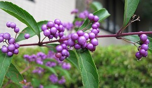 医院の鉢植えのスナップ1