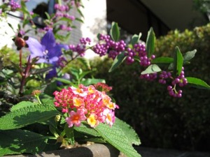 医院外周の鉢植え2