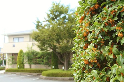 キンモクセイの芳香