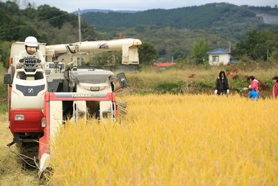 コンバインで稲刈り2