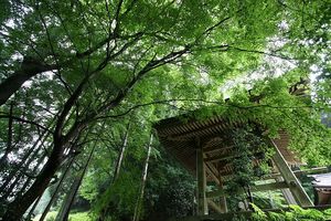 濃い緑の中で・・・