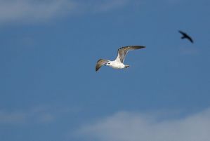 コバルトの空に映える