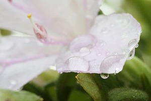 水滴にトライ