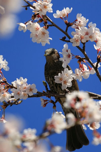 桜2