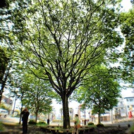公園散策