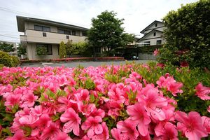 サツキツツジのピンク