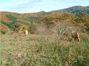�֤դ��դ��Ҿ�פ��������