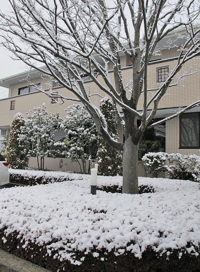 降雪に見舞われた酒井歯科医院1